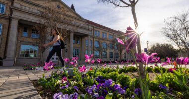 Tulips and other flowers bloom on the TCU campus with the north entrance to the Harrison in the background, February 25, 2026. Photo by James Anger.